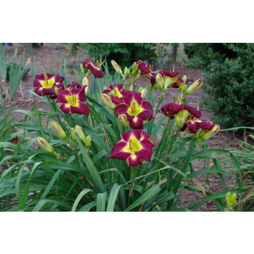 Hemerocallis Forsyth Aristocrat - Sásliliom