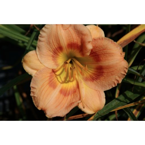 Hemerocallis Forsyth Hot Lips - Sásliliom