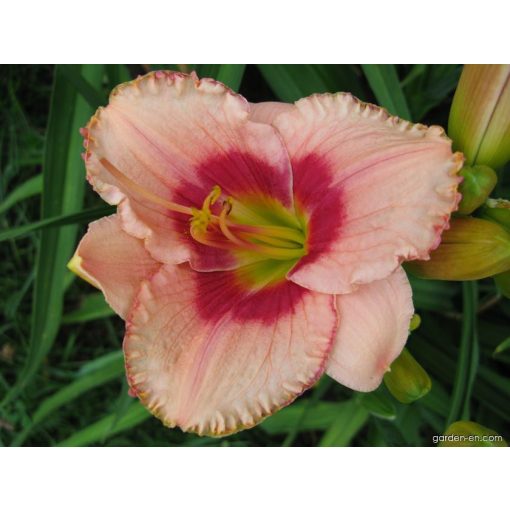 Hemerocallis Forsyth Myra Dolores - Sásliliom