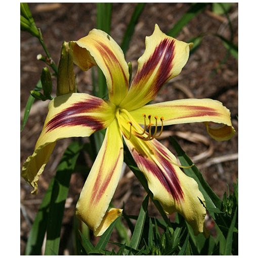 Hemerocallis Free Wheelin