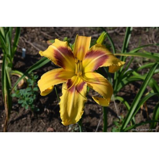 Hemerocallis Gamma Galaxy - Sásliliom