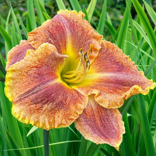 Hemerocallis Gamma Quadrant - Sásliliom