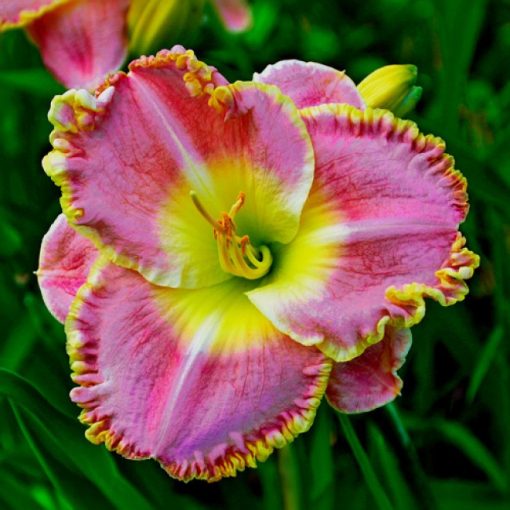 Hemerocallis George Washington