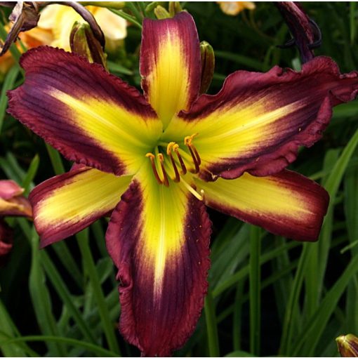 Hemerocallis Gorgon - Sásliliom