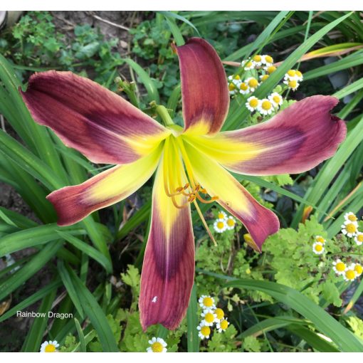 Hemerocallis Gothic Mirror - Sásliliom