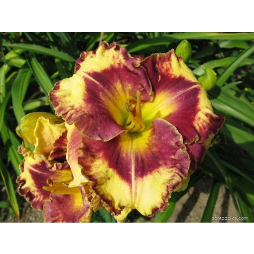 Hemerocallis Grand Masque - Sásliliom