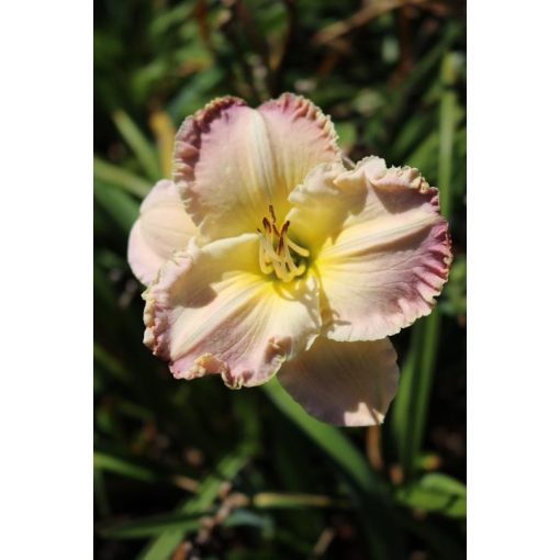 Hemerocallis Grand Pacific - Sásliliom