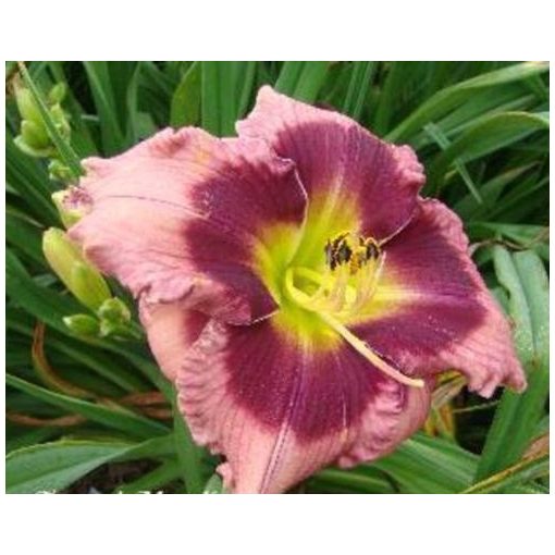 Hemerocallis Grape Splash - Sásliliom