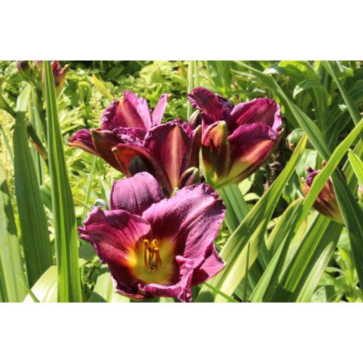 Hemerocallis Grape Velvet