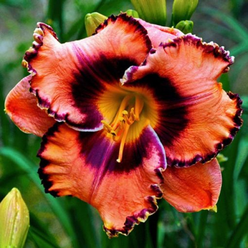 Hemerocallis Great Smoky Mountains - Sásliliom