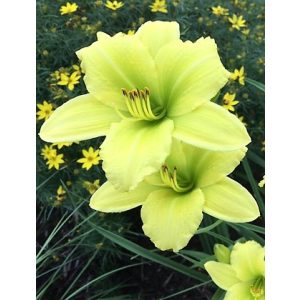 Hemerocallis 'Green Flutter' - Sásliliom