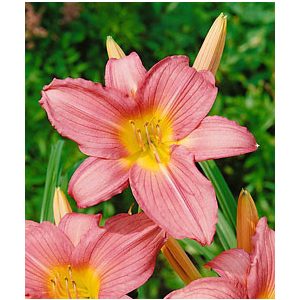 Hemerocallis Hall Pink - Sásliliom