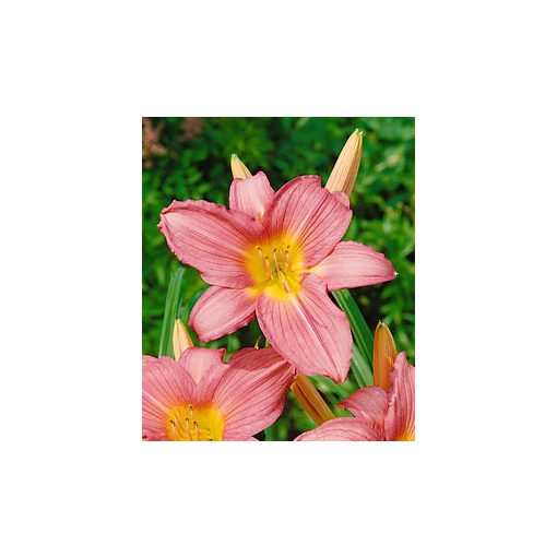 Hemerocallis Hall Pink - Sásliliom