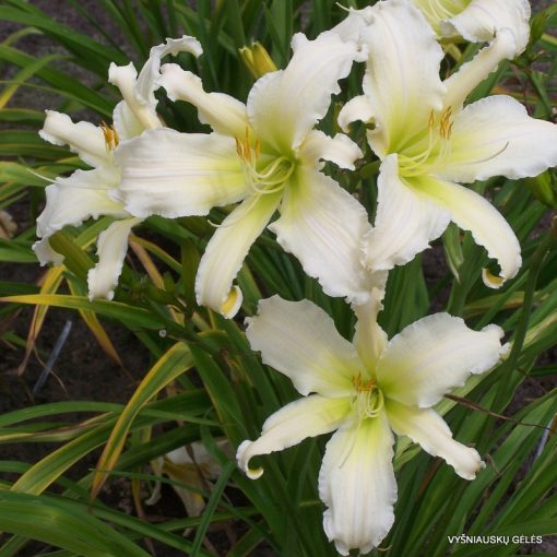 Hemerocallis Heavenly Angel Ice - Sásliliom