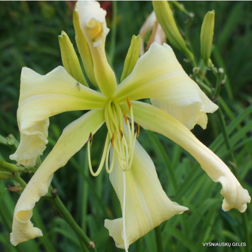 Hemerocallis Heavenly Curls - Sásliliom