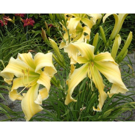 Hemerocallis Heavenly Flight of Angels - Sásliliom