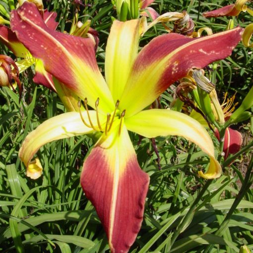 Hemerocallis Heavenly Mr Twister - Sásliliom