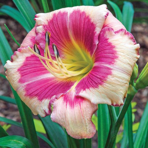 Hemerocallis Hello Screamer - Sásliliom