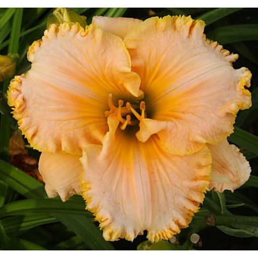 Hemerocallis Honey Cantaloupe - Sásliliom