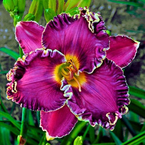 Hemerocallis Hurricane Swirls