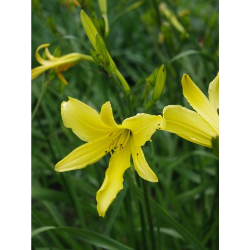 Hemerocallis Hyperion