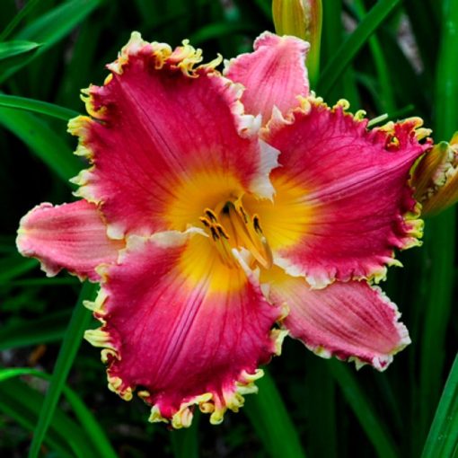 Hemerocallis I Wanna Piranha