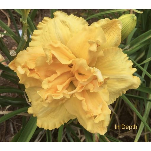 Hemerocallis In Depth