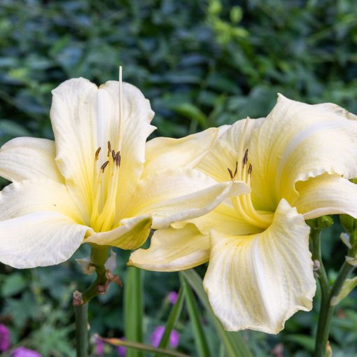 Hemerocallis 'Iron Gate Glacier' - Sásliliom