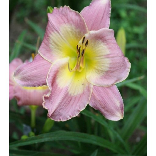 Hemerocallis Irving Shulman - Sásliliom