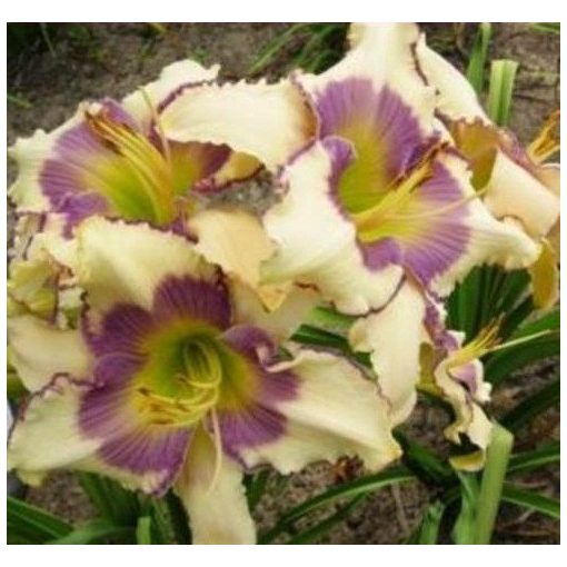 Hemerocallis Ivory Finesse - Sásliliom