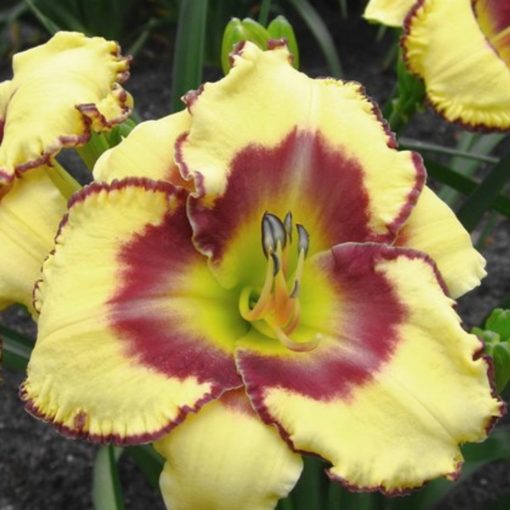 Hemerocallis Jamaican Me Crazy - Sásliliom