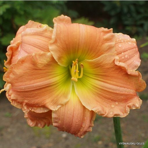 Hemerocallis Jealous Refinement