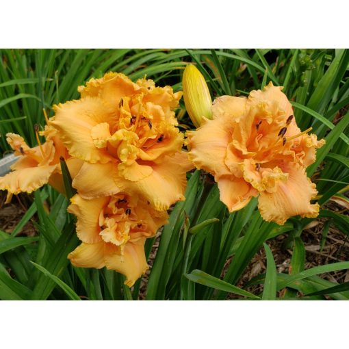 Hemerocallis Jerry Pate Williams