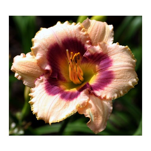 Hemerocallis Joe Marinello - Sásliliom