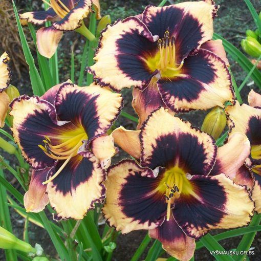 Hemerocallis Just Fabulous - Sásliliom