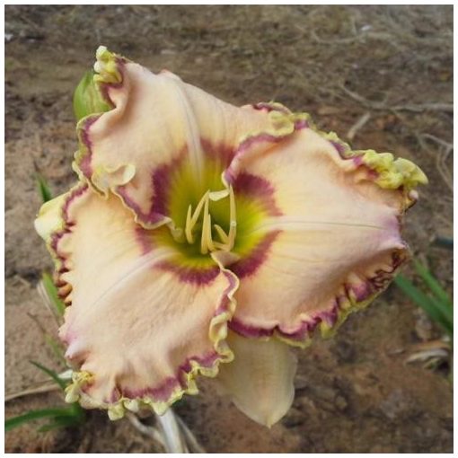 Hemerocallis Kaanapali Coast