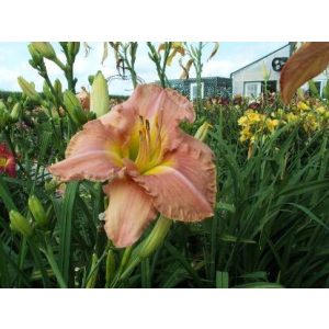 Hemerocallis Kama Sutra - Sásliliom