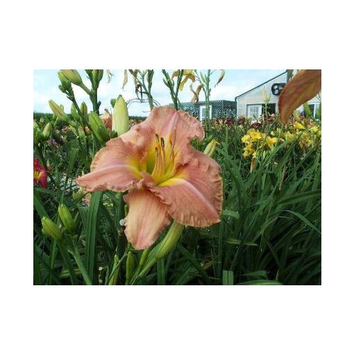 Hemerocallis Kama Sutra - Sásliliom