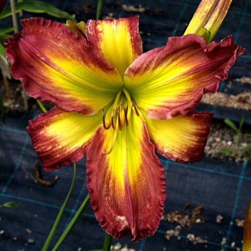 Hemerocallis Kirk - Sásliliom