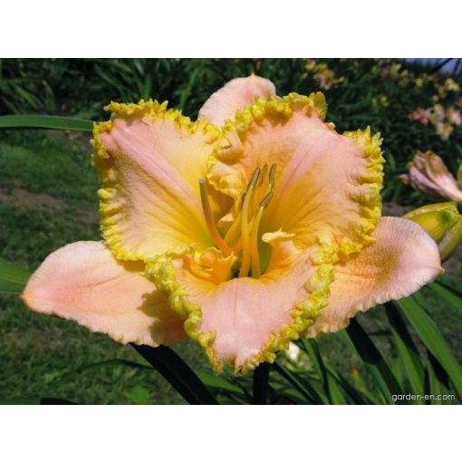 Hemerocallis Lachlan Nicole Agin - Sásliliom