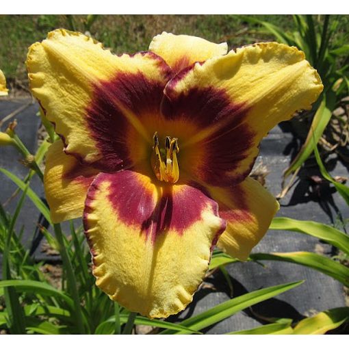 Hemerocallis Lady Sings The Blues - Sásliliom