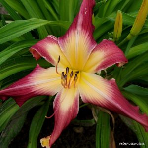 Hemerocallis Lake Norman Spider - Sásliliom