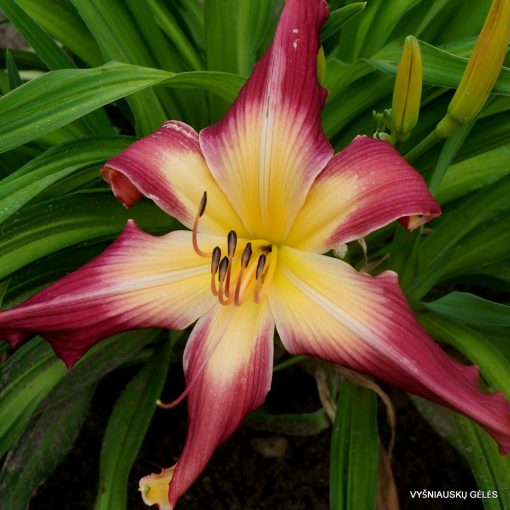 Hemerocallis Lake Norman Spider - Sásliliom