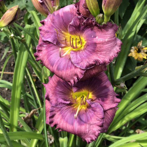 Hemerocallis Lavender Blue Baby - Sásliliom