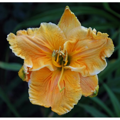 Hemerocallis Ledgewood Carved In Gold - Sásliliom