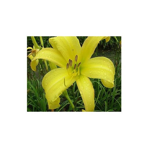 Hemerocallis Lemon Madeline - Sásliliom