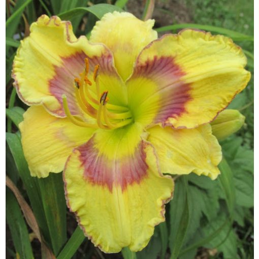 Hemerocallis Lemon Zebra