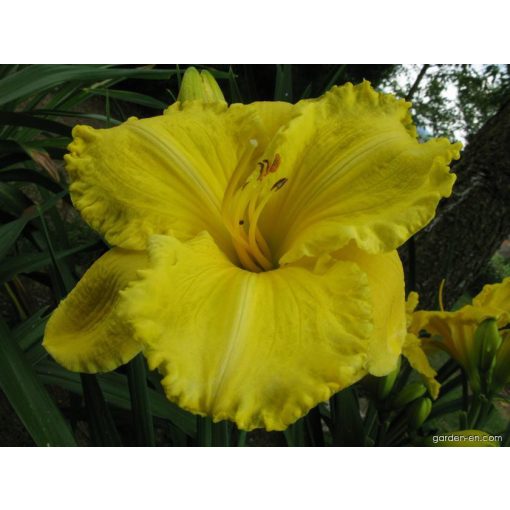 Hemerocallis Leonidas - Sásliliom