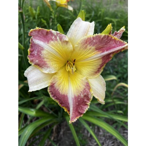 Hemerocallis Liege and Lief - Sásliliom