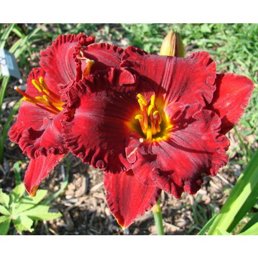 Hemerocallis Lil Red Wagon - Sásliliom